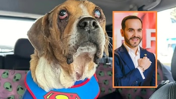 El Gobierno reglamentó la Ley Ángel: así deberán responder las autoridades ante el maltrato animal en Colombia