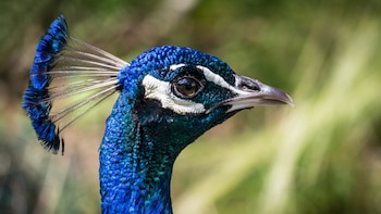 Una ‘invasión’ de pavos reales lleva al límite a los vecinos de un pueblo de Italia: “No podemos dormir, los techos están destrozados”