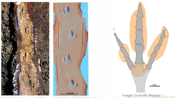 Rio Negro: descubrieron huellas de