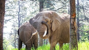 ¿Puede un elefante demandar a