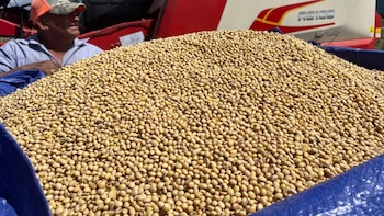 Honduras analiza producir soya a gran escala para sustituir importaciones