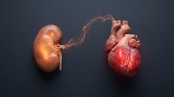 Un riñón y un corazón humanos sobre un fondo oscuro. Un flujo de partículas naranjas conecta el riñón, que brilla en ámbar, con el corazón, que brilla en rojo.