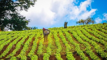 Sector agropecuario de El Salvador propone modificar siembras ante alerta de sequía y cambios climáticos