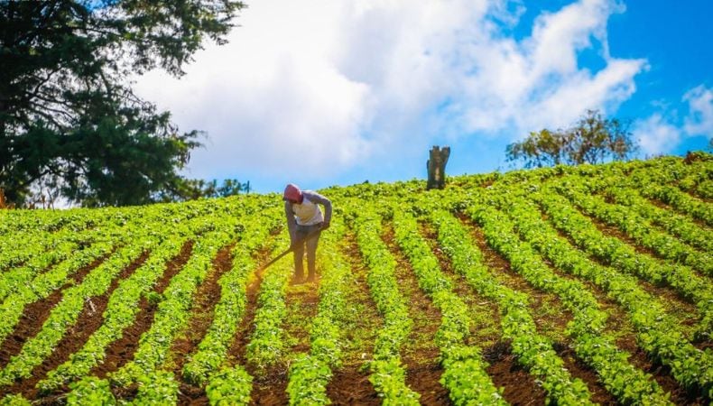 La campaña busca motivar a productores rurales a aprovechar el periodo inicial de lluvias, clave para el éxito agrícola ante la incertidumbre climática. (Cortesía: Presidencia de la República de El Salvador)