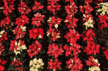 Xochimilco, Ciudad de México, 25