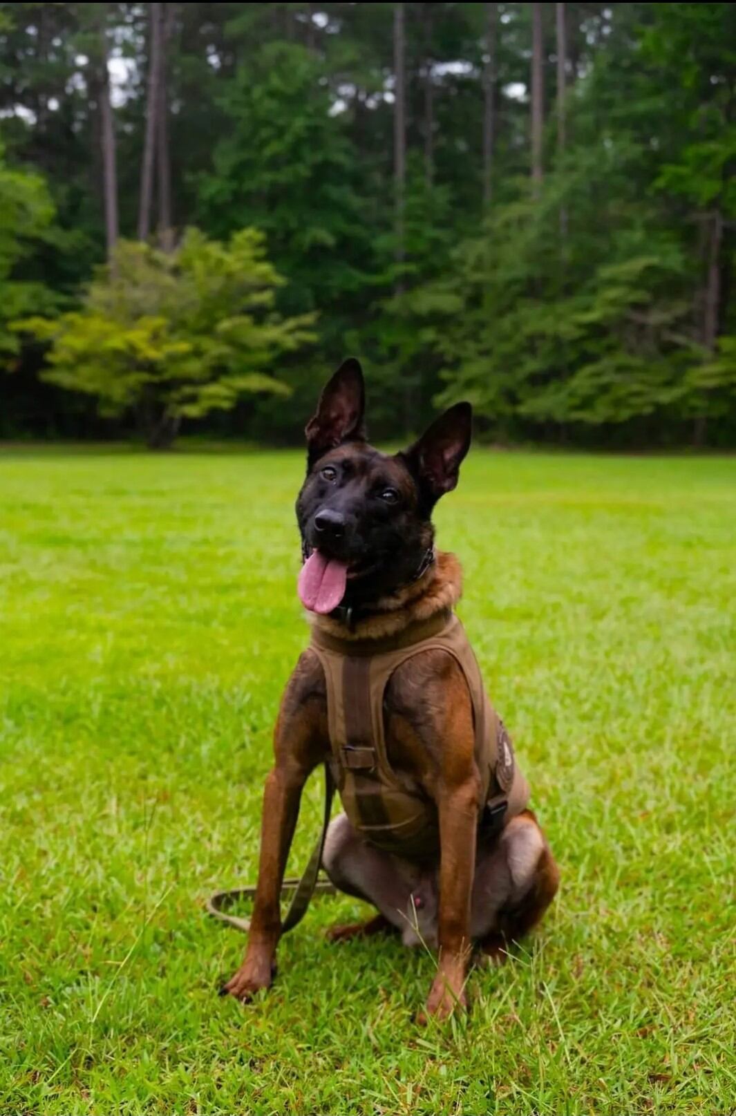 K-9 Coba muere tras confrontación armada con fugitivo en Carolina del Sur