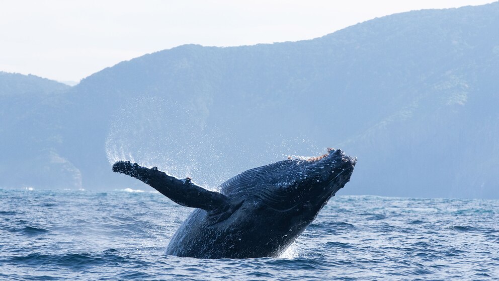 BALLENAS