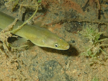 Ejemplar de anguila europea. (jujurenoult/Wikimedia