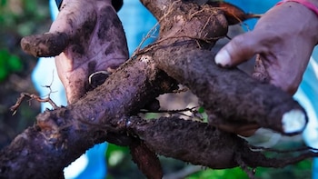 Misiones para uso de Inhouse