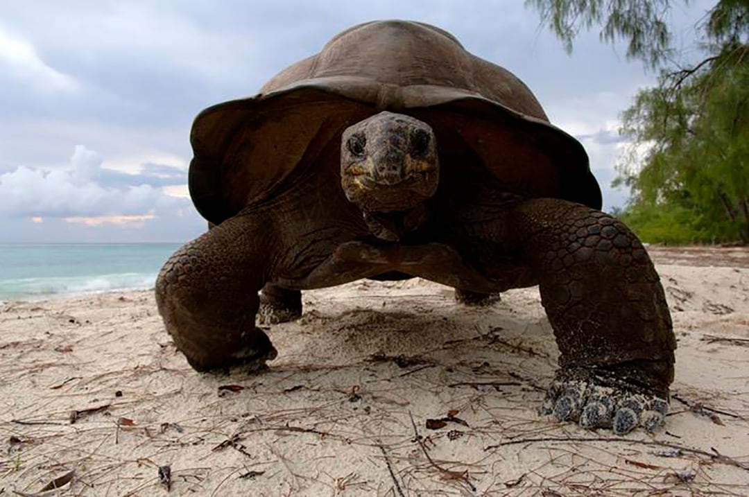 El atolón de Aldabra alberga cerca de 183.000 tortugas gigantes, una cifra que supera la población humana de Seychelles (Photo courtesy of FotoNatura)
