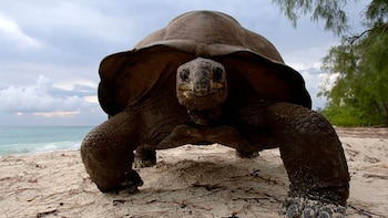 Más tortugas que habitantes: un atolón de Seychelles alberga 183.000 ejemplares y sorprende a la ciencia