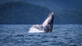 En el Pacífico panameño las poblaciones de ballenas están seriamente afectadas por el ruido de las embarcaciones
