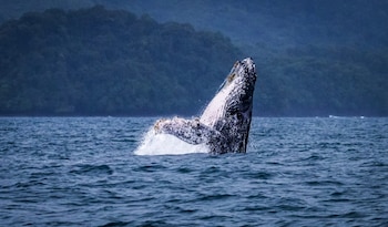Cantos de las ballenas jorobadas se ubican entre julio y octubre, según se registró en el 32.7% de las grabaciones de la temporada lluviosa. (MiAmbiente)