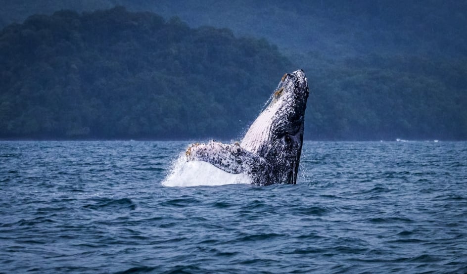 Cantos de las ballenas jorobadas se ubican entre julio y octubre, según se registró en el 32.7% de las grabaciones de la temporada lluviosa. (MiAmbiente)