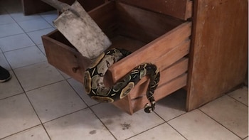 Hallan una boa dentro de un escritorio en la Universidad Nacional Intercultural de la Amazonía en Ucayali