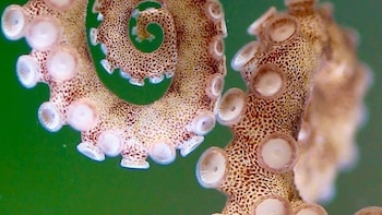 La acidificación de los océanos podría estar reduciendo el tamaño del cerebro de los invertebrados más inteligentes
