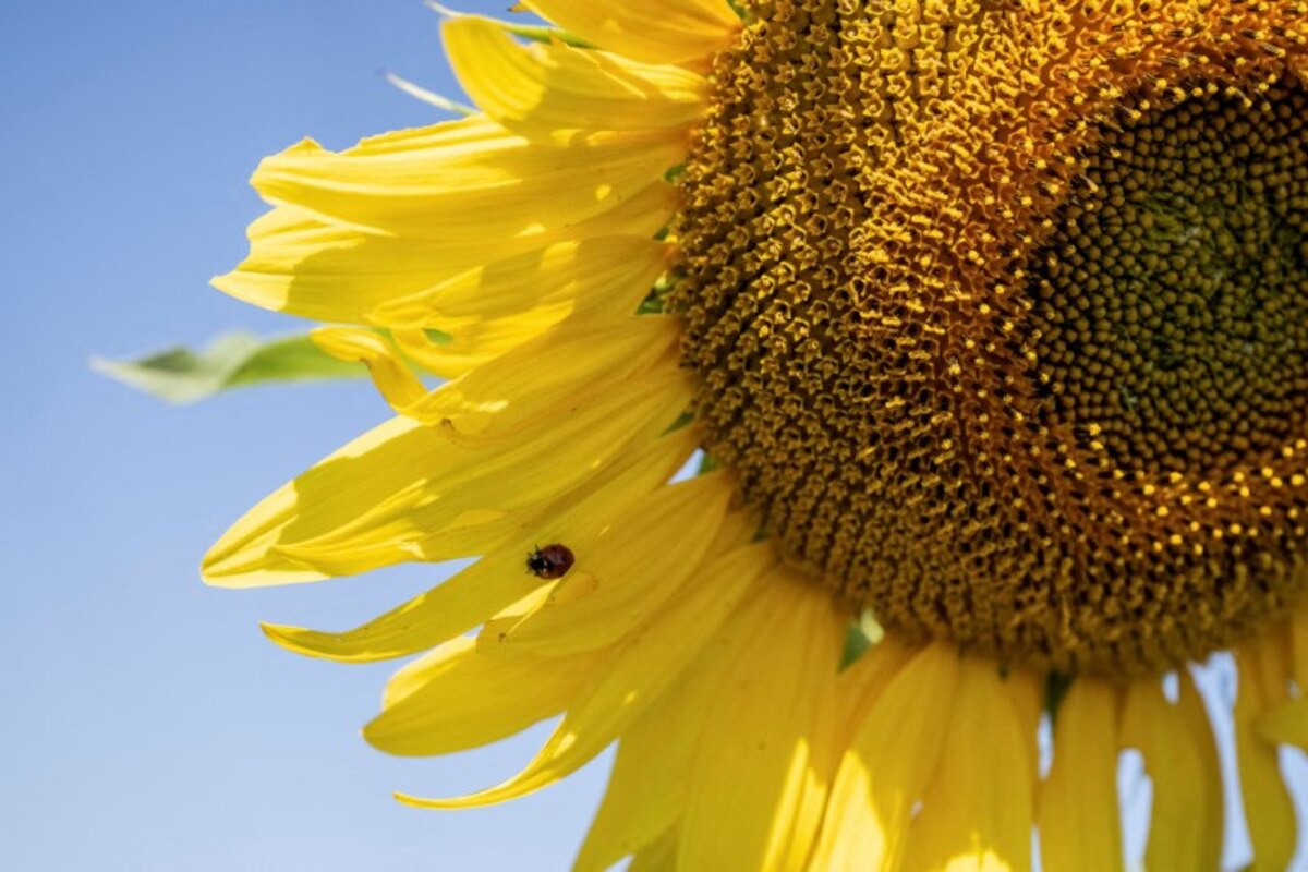 girasol