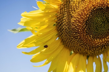 El girasol rinde por encima