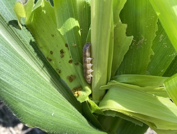 Gusano cogollero. Daños en cultivo de maíz