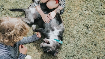 Una vez que los perros