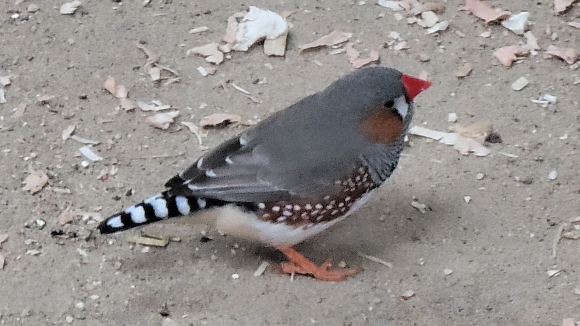Las aves diamantes mandarines permanecen en silencio durante la noche pese a estar activos/Wikipedia