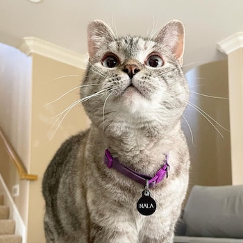 Su dueña Pookie dejó incluso