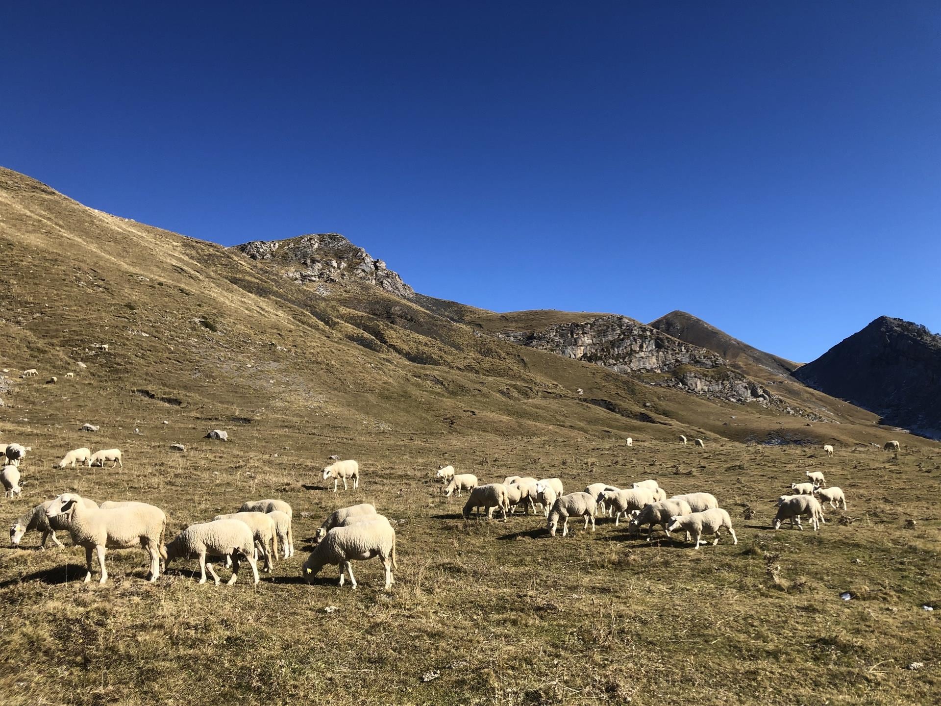 Un estudio coliderado por el CSIC documenta el declive del ganado en regiones de todo el planeta en los últimos 25 años