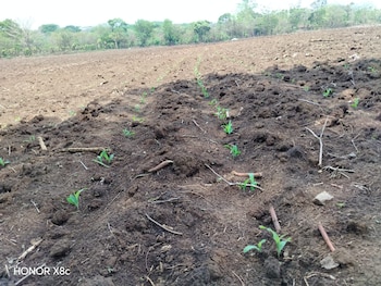 Las zonas priorizadas para riego de emergencia incluyen áreas cercanas a los ríos Lempa, Acajutla, Jiboa, Paz y Goascorán, junto a embalses estratégicos. (Foto: cortesía)
