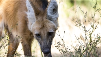 Con una dieta omnívora, el
