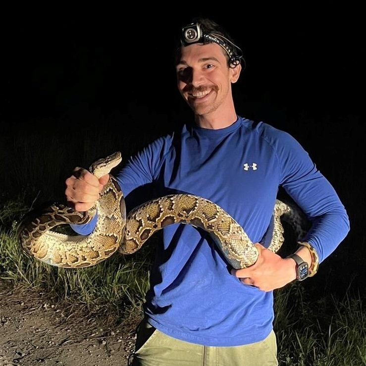 La pitón birmana es un depredador invasor en los humedales de Florida que amenaza la conservación de mamíferos y aves nativas (Cortesía de James Whelpley, UF/IFAS)