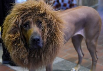 Los animales muy afectados por