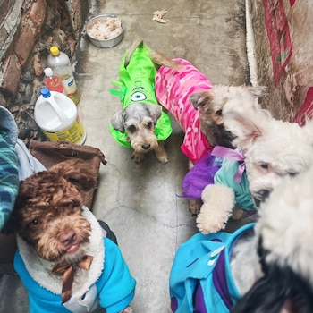 Cinco perros con abrigos coloridos (azul, morado, rosa, verde) parados sobre un suelo de cemento, con una pared de ladrillo y un cuenco de comida al fondo