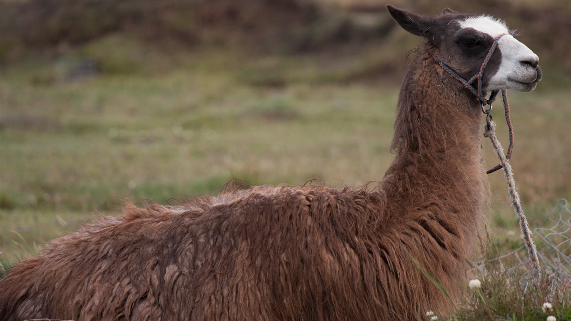 Ganado peruano en riesgo: Senamhi advierte muerte de crías y debilitamiento de animales en la sierra por temperaturas extremas