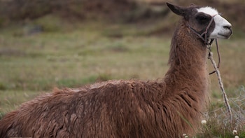 Ganado peruano en riesgo: Senamhi advierte muerte de crías y debilitamiento de animales en la sierra por temperaturas extremas
