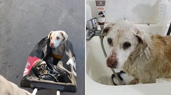 Catalina fue atacada por varios