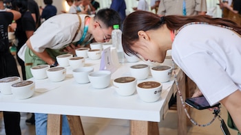 Expertos de 14 países buscan en Panamá los mejores cafés de especialidad del año