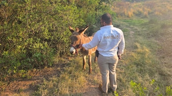 Fiscalía rescata a burro víctima de maltrato animal en Michoacán