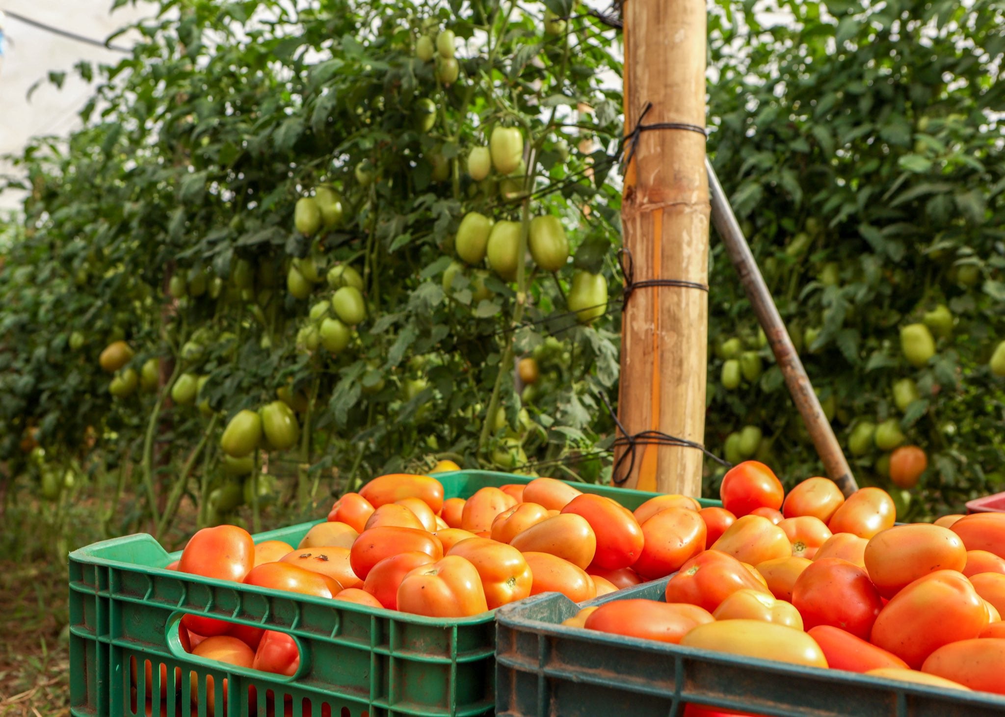 El Ministerio de Agricultura y Ganadería está impulsando la ampliación de las áreas cultivadas con tomate en el país./(Redes sociales de Óscar Domínguez)