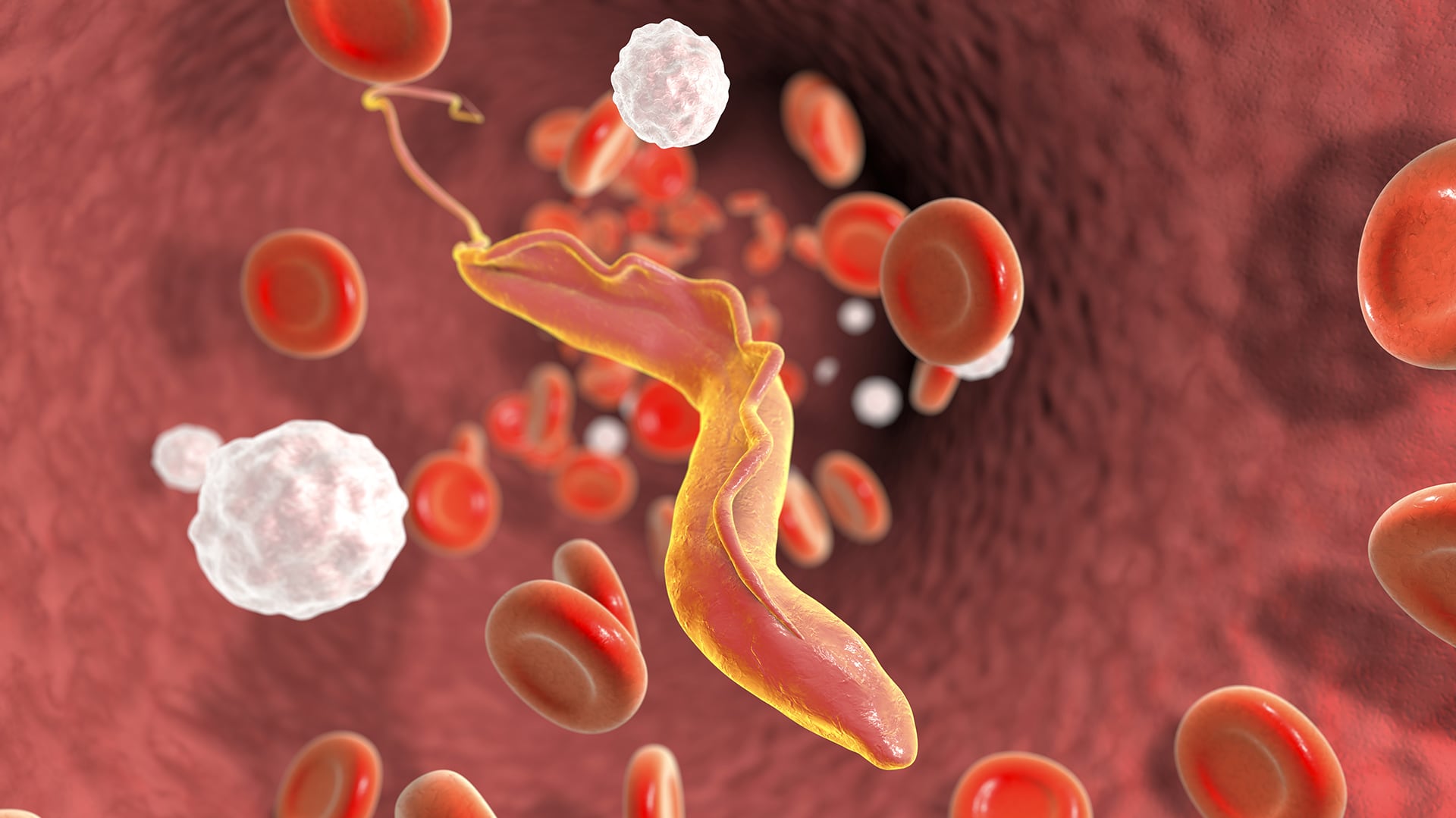 El parásito que causa esta enfermedad suele vivir en la chinche. (Shutterstock.com)