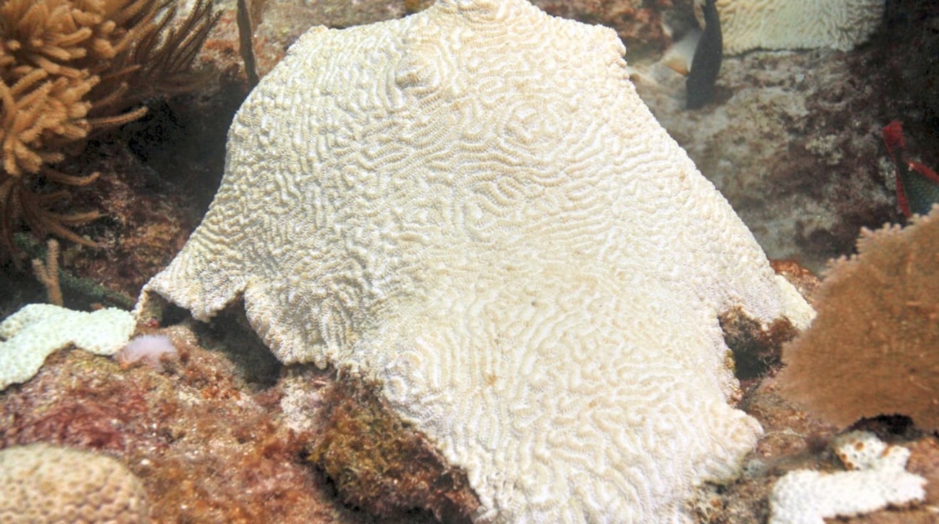 El aumento del calor en los océanos redefine los desafíos para la supervivencia de los arrecifes de coral (NOAA)