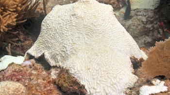 Primer plano de un gran coral pétreo de color blanquecino con textura ondulada. Se aprecian otros corales marrones ramificados y lecho marino