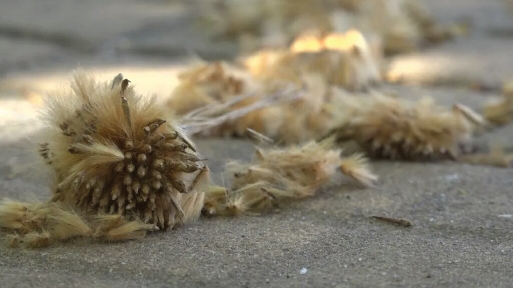 El polen puede desencadenar rinitis, conjuntivitis y crisis asmáticas en personas con predisposición respiratoria, afectando de manera particular a niños, adultos mayores y personas con patologías crónicas