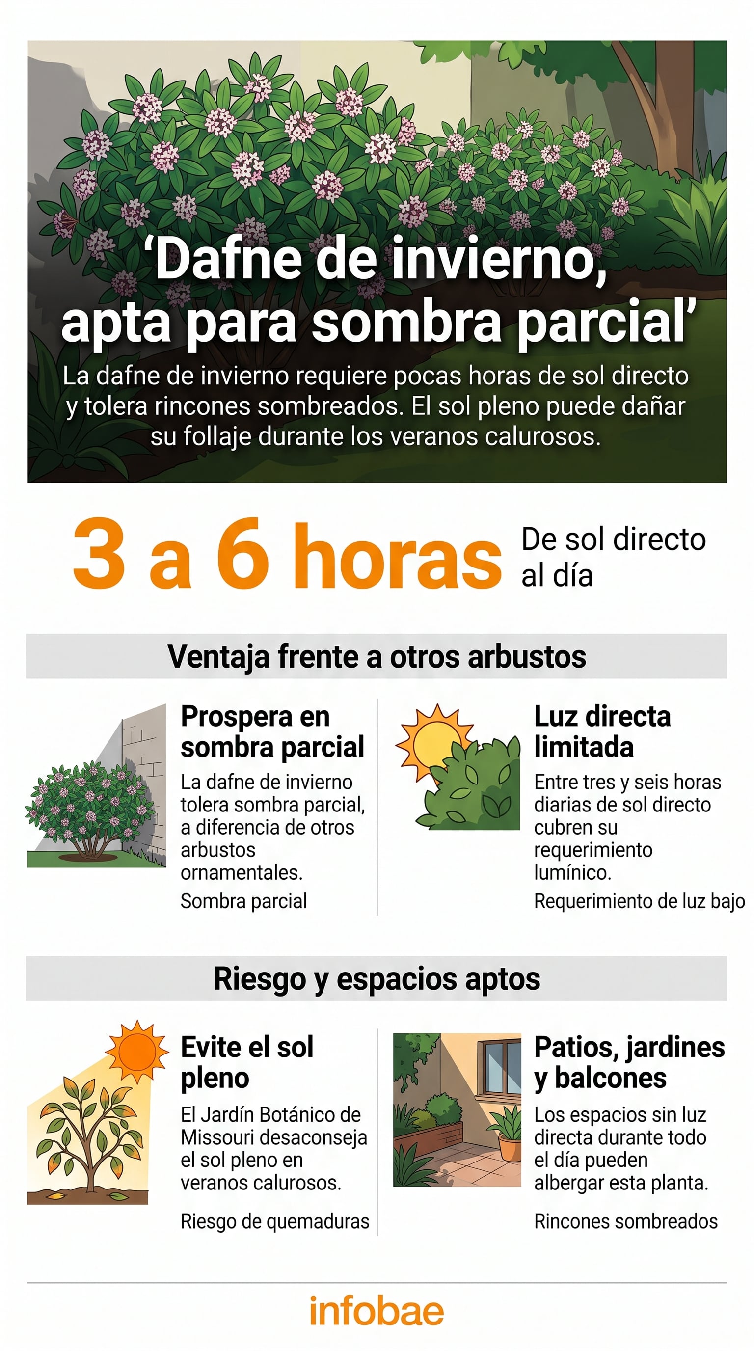 Requiere entre 3 y 6 horas de luz solar directa al día. (Imagen Ilustrativa Infobae)