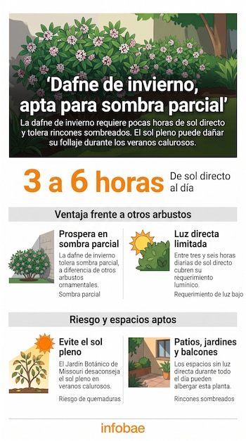 Infografía ilustrada sobre la dafne de invierno, con dibujos de un arbusto florecido, un sol y un patio con macetas junto a bloques de texto.