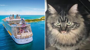 Ovie, a diferencia de Rover,