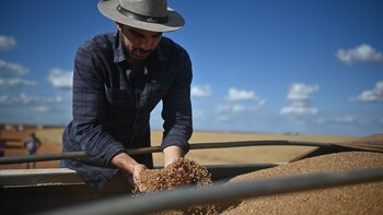La cosecha brasileña de granos