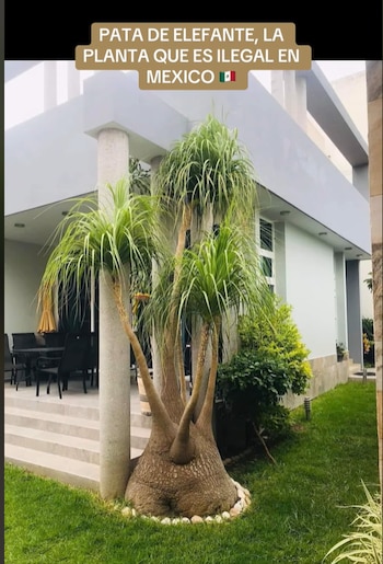 (TikTok: @miguelhdez006)