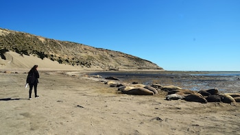 elefantes marinos de Península Valdés
"Crédito Carolina De León