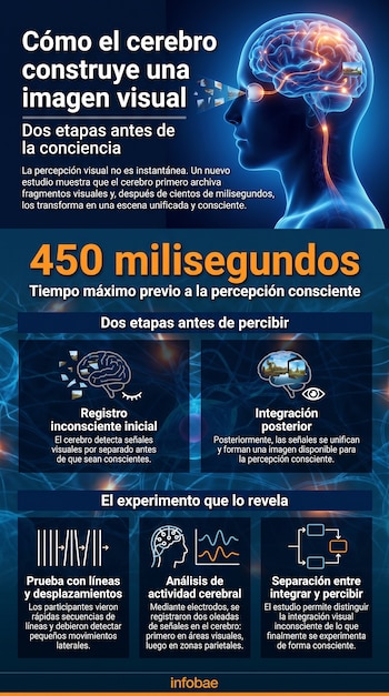 Infografía sobre cómo el cerebro construye imágenes visuales con gráficos del cerebro, números, texto explicativo sobre etapas y un experimento.