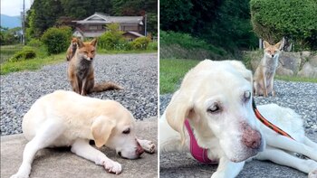 Kon siempre esperó pacientemente a